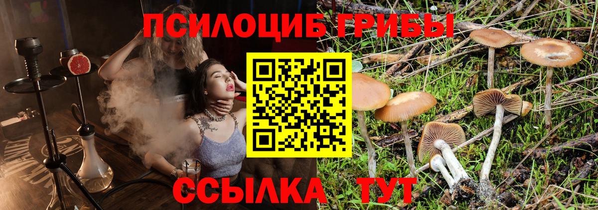 Прохладный  Галлюциногенные грибы Psilocybine cubensis  Галлюциногенные грибы мухоморы  Вход с VPN 